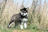 ALASKAN MALAMUTE 026
